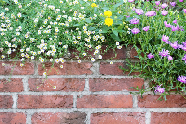 植栽のお手入れについて